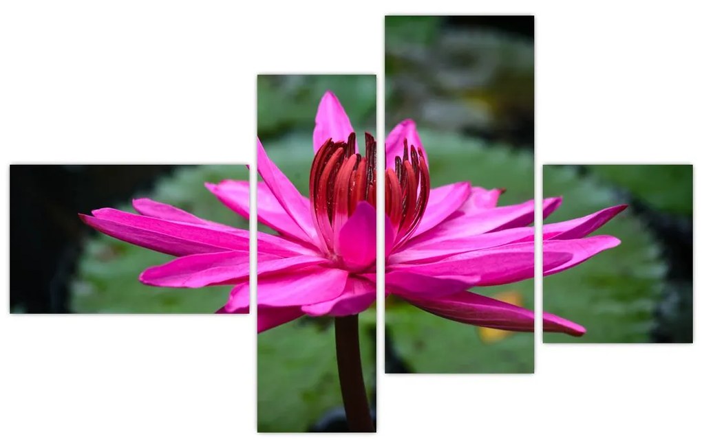 Obraz kvetu