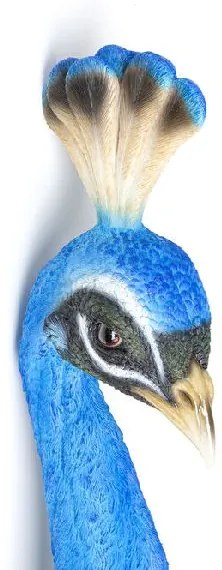 Peacock nástenná dekorácia modrá