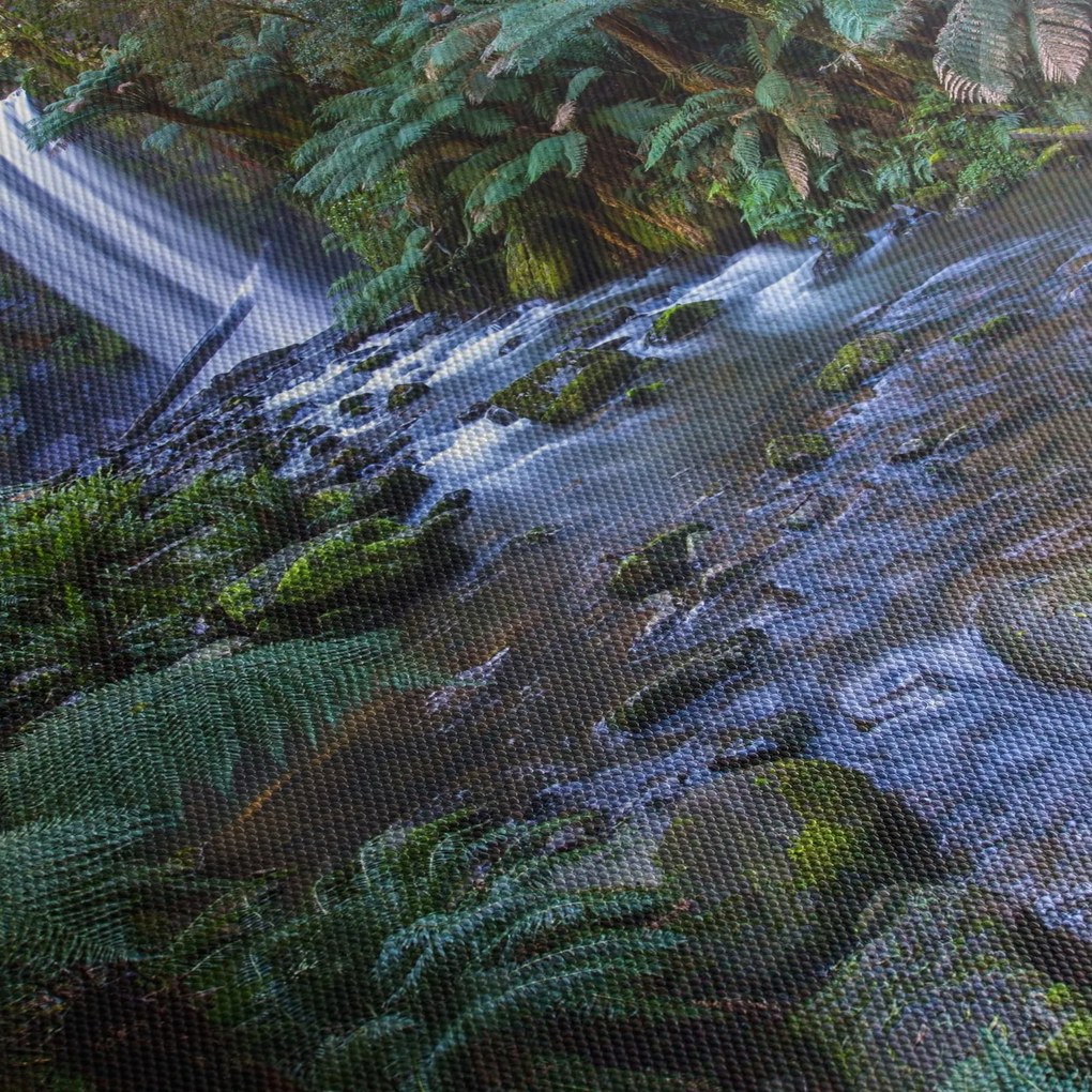 Obraz australského dažďového lesa (70x50 cm)