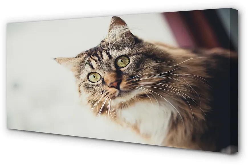 Obraz na plátne Mainská mývalia mačka 100x50 cm