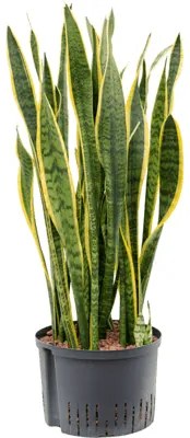 Sansevieria laurentii Tuft 28/19 v80