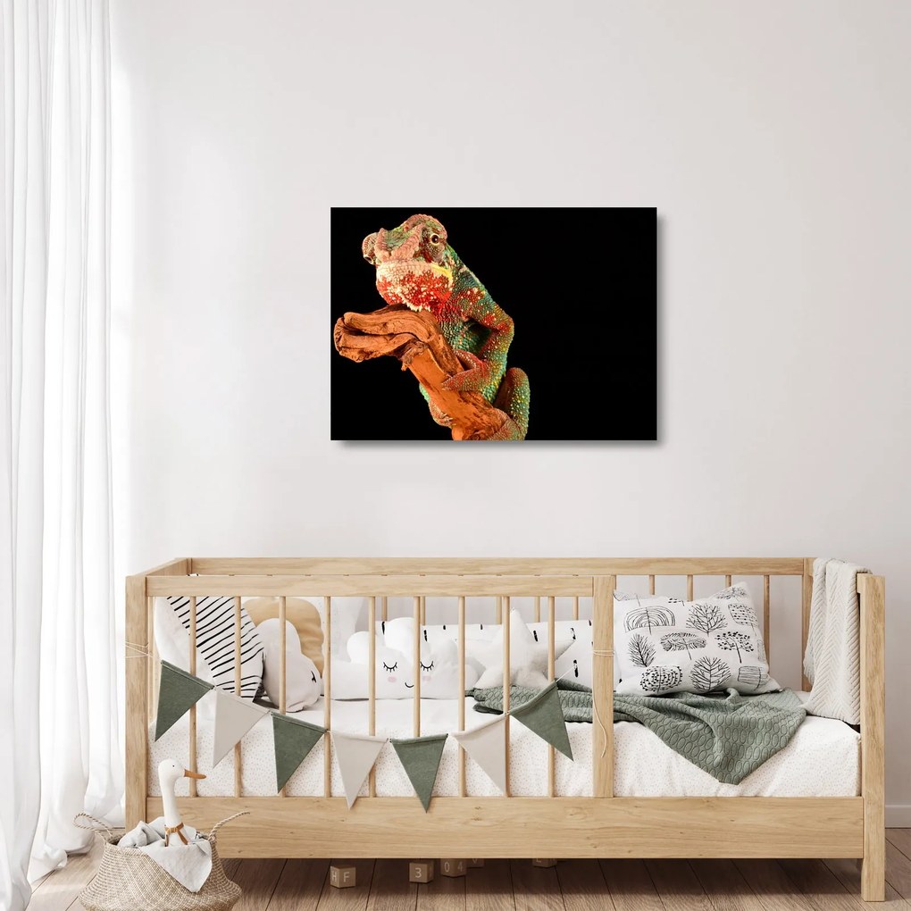 Sklenený obraz chameleóna na vetve (70x50 cm)