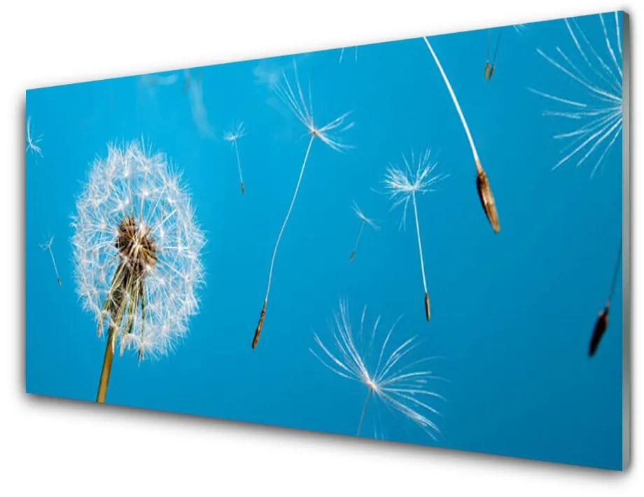 Skleneny obraz Púpavy kvety príroda 140x70cm