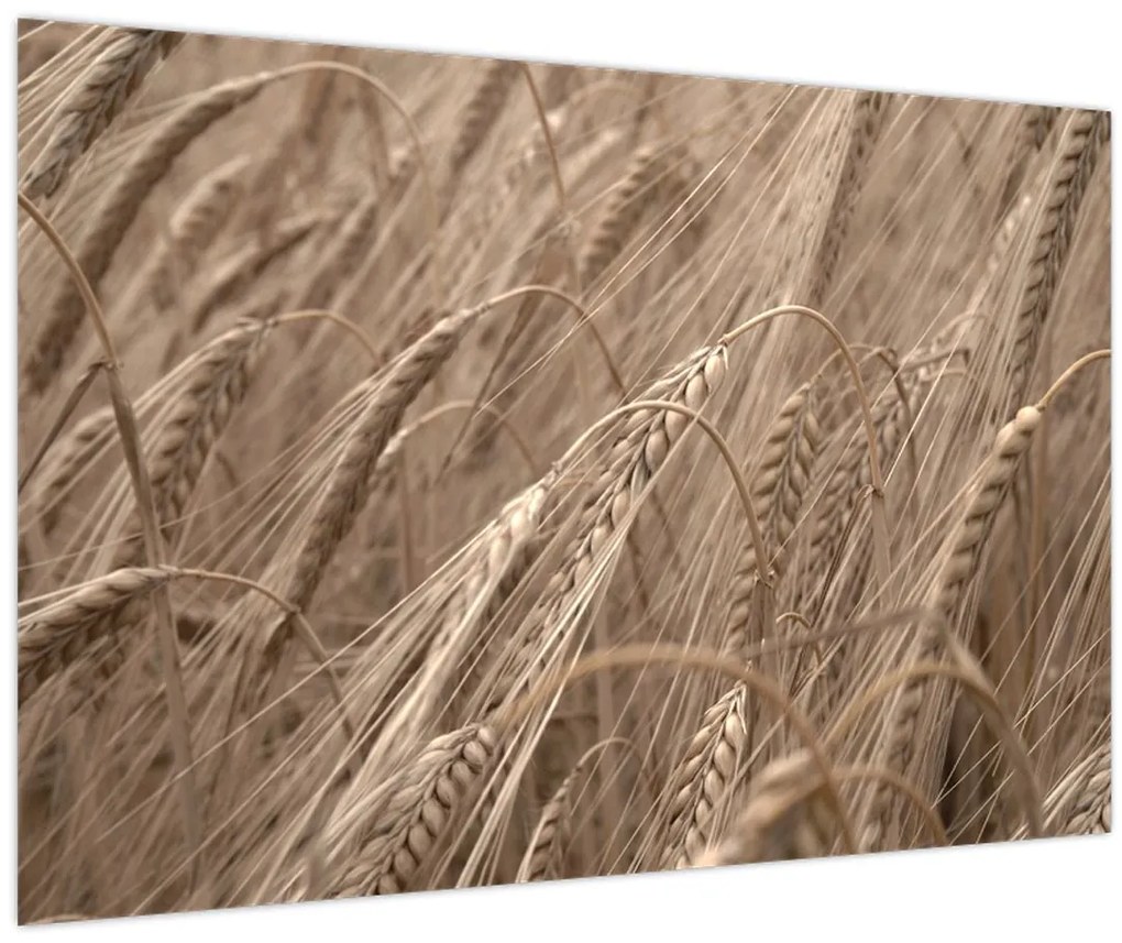Obraz - Zlaté pole (90x60 cm)