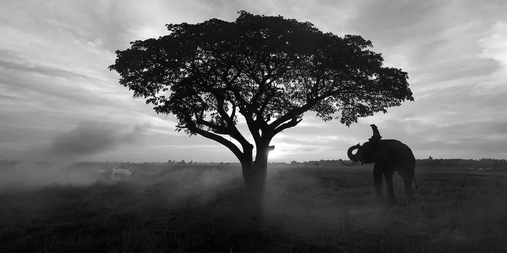 Obraz slon pri východe slnka v čiernobielom prevedení Varianta: 100x50