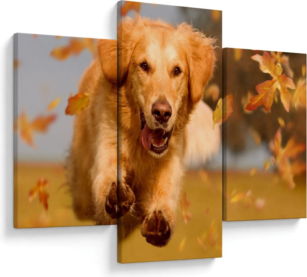 Obraz - Zlatý retriever (90x60 cm)