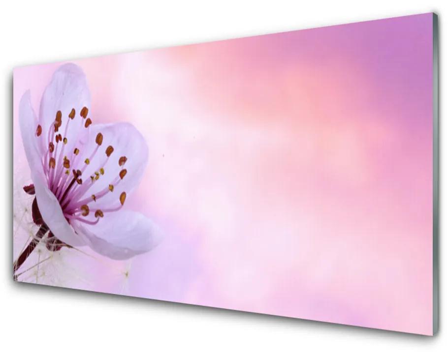Obraz na akrylátovom skle Kvet rastlina príroda 125x50 cm