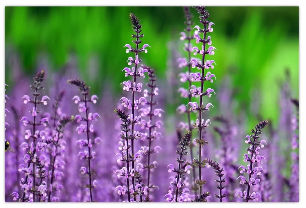 Obraz fialových lúčnych kvetov (90x60 cm)