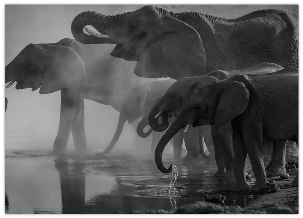 Obraz slonov - čiernobiely (70x50 cm)