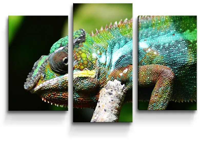 Sablio Obraz - 3-dílný Chameleón - 75x50 cm