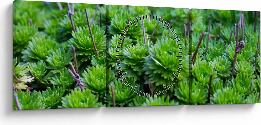 Obraz sukulentov (s hodinami) (90x30 cm)