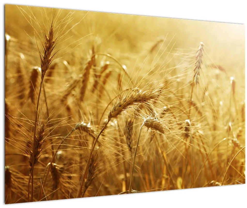 Obraz - Klasy obilia (90x60 cm)