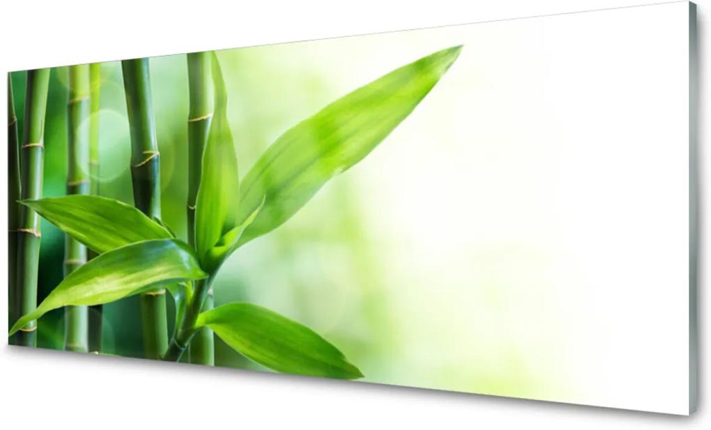 Obraz plexi Bambus List Rastlina Príroda