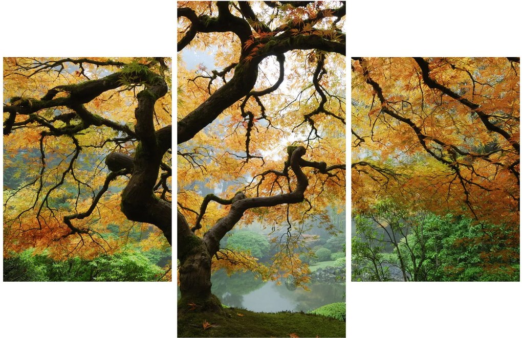 Obraz žltého japonského javora, Portland, Oregon (90x60 cm)