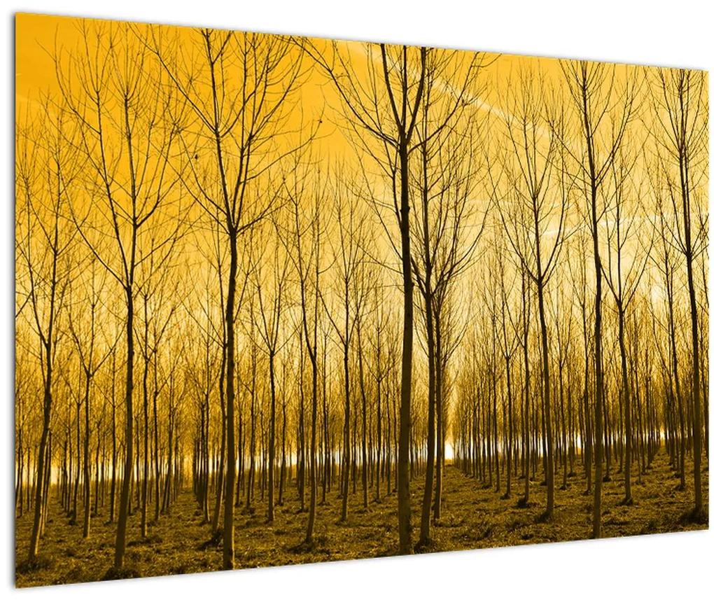 Obraz - Plantáž stromov (90x60 cm)