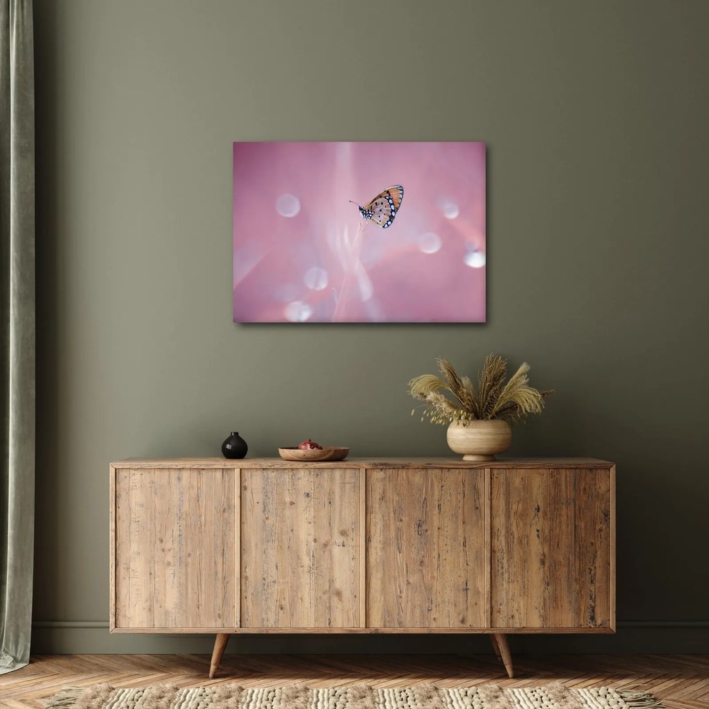 Obraz - Motýlik (70x50 cm)