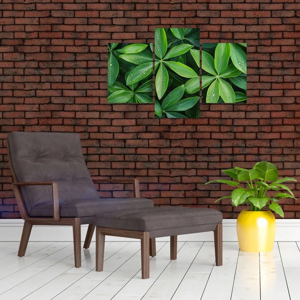 Obraz - Listy s kvapkami rosy (90x60 cm)