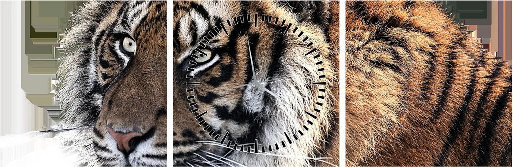 Obraz tigra (s hodinami) (90x30 cm)