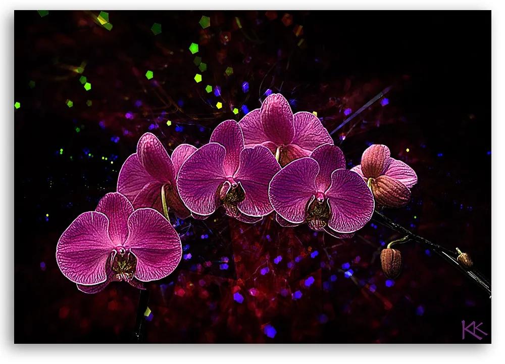 Obraz na plátně, Orchidej na temném pozadí - 100x70 cm