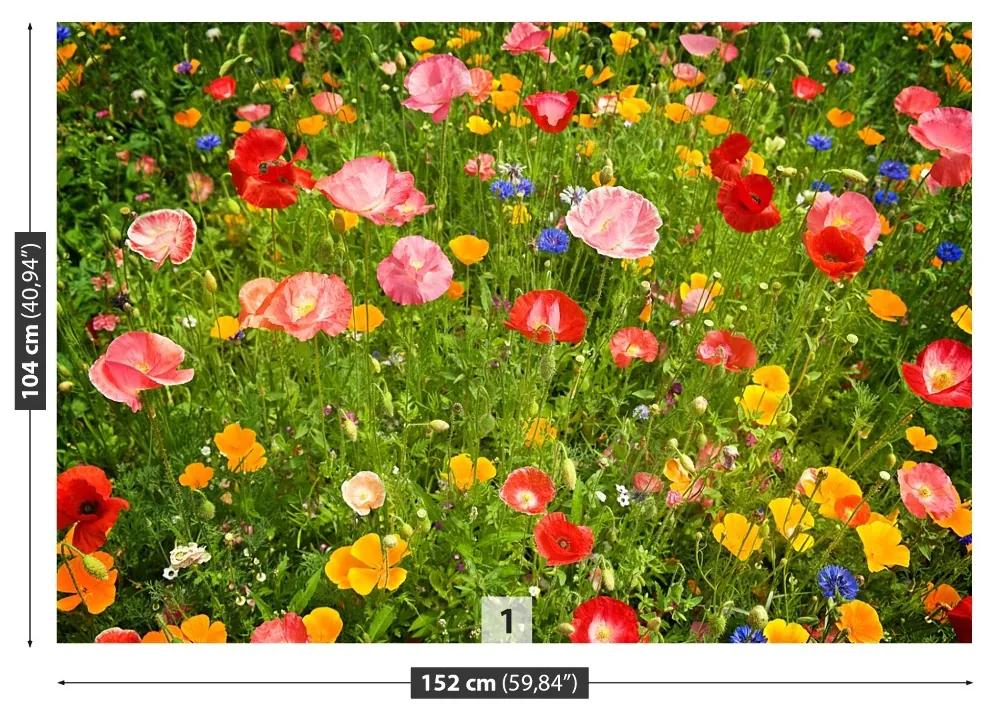 Fototapeta Vliesová Lúčne kvety 152x104 cm