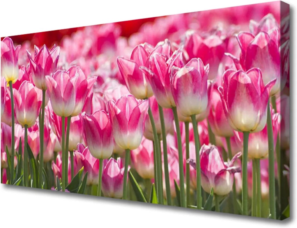 Obraz Canvas Tulipány Kvety Príroda