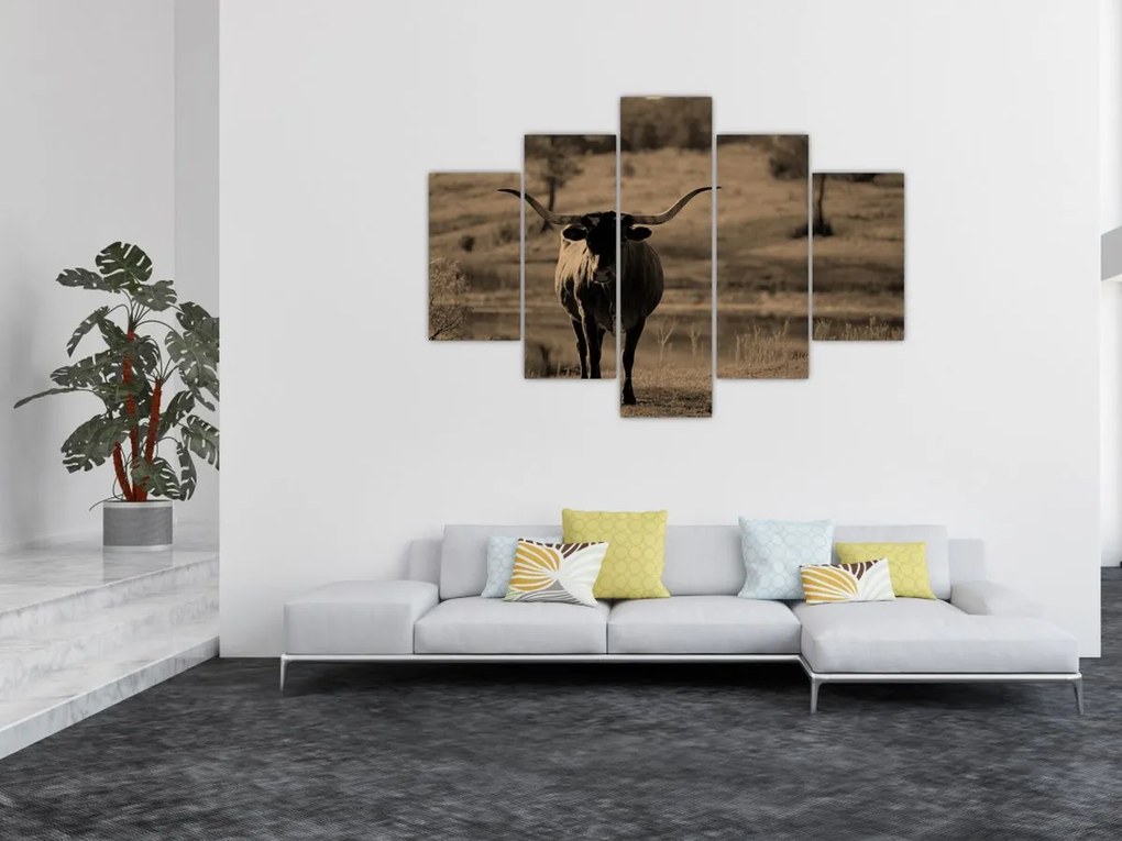 Obraz - Texaská krava (150x105 cm)