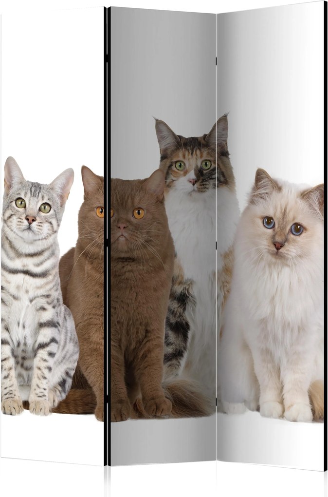 Paraván - Sweet Cats [Room Dividers] 135x172