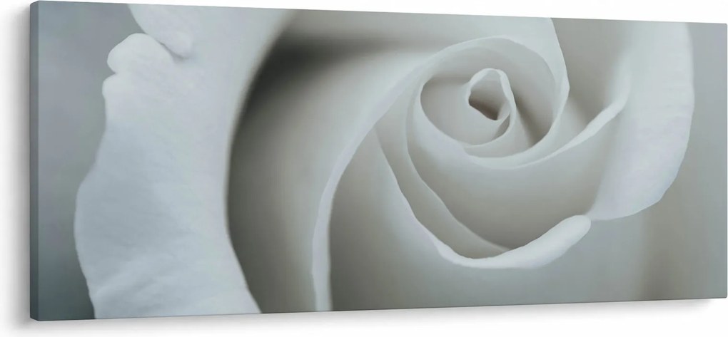 Obraz - Biela ruža (120x50 cm)