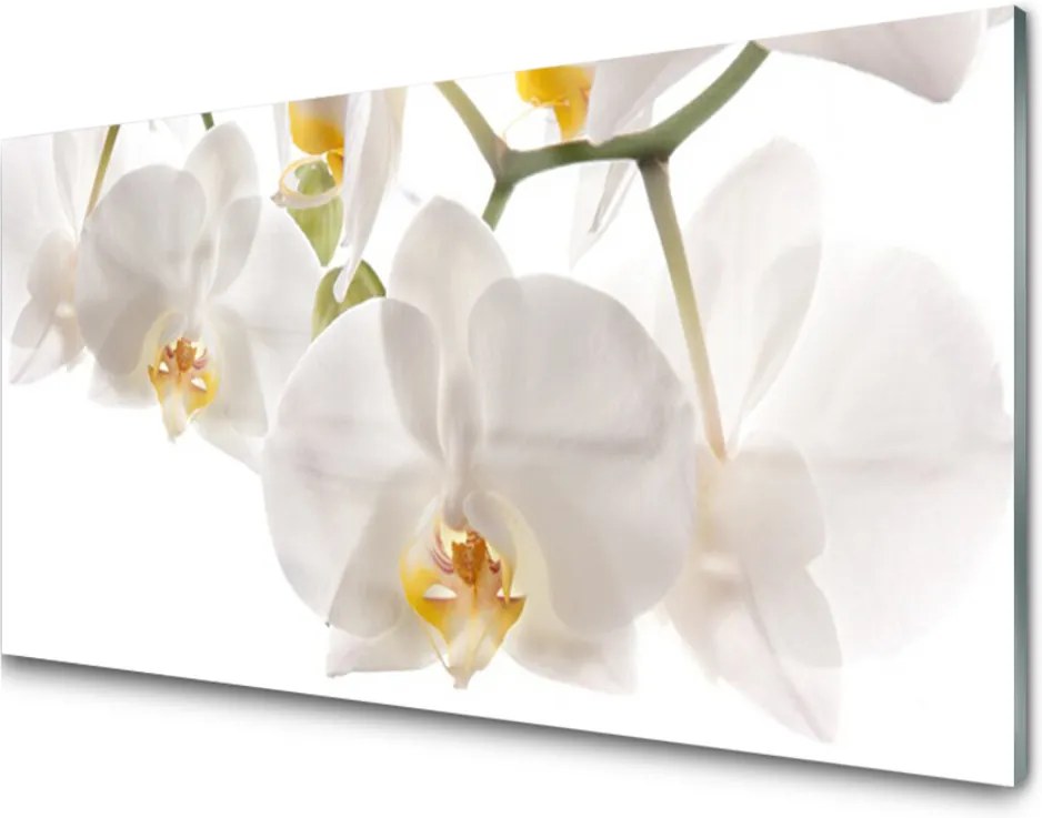 Sklenený obklad Do kuchyne Orchidea Kvety Príroda