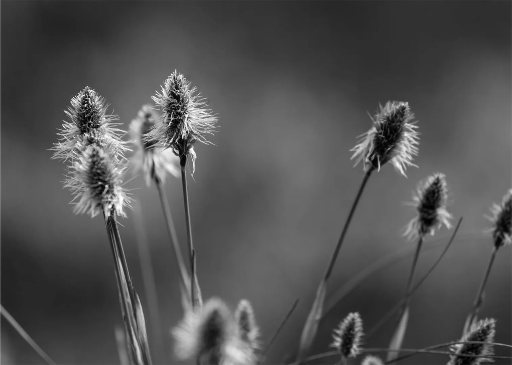 Obraz - Béžová soft grass N⁰2 (70x50 cm)