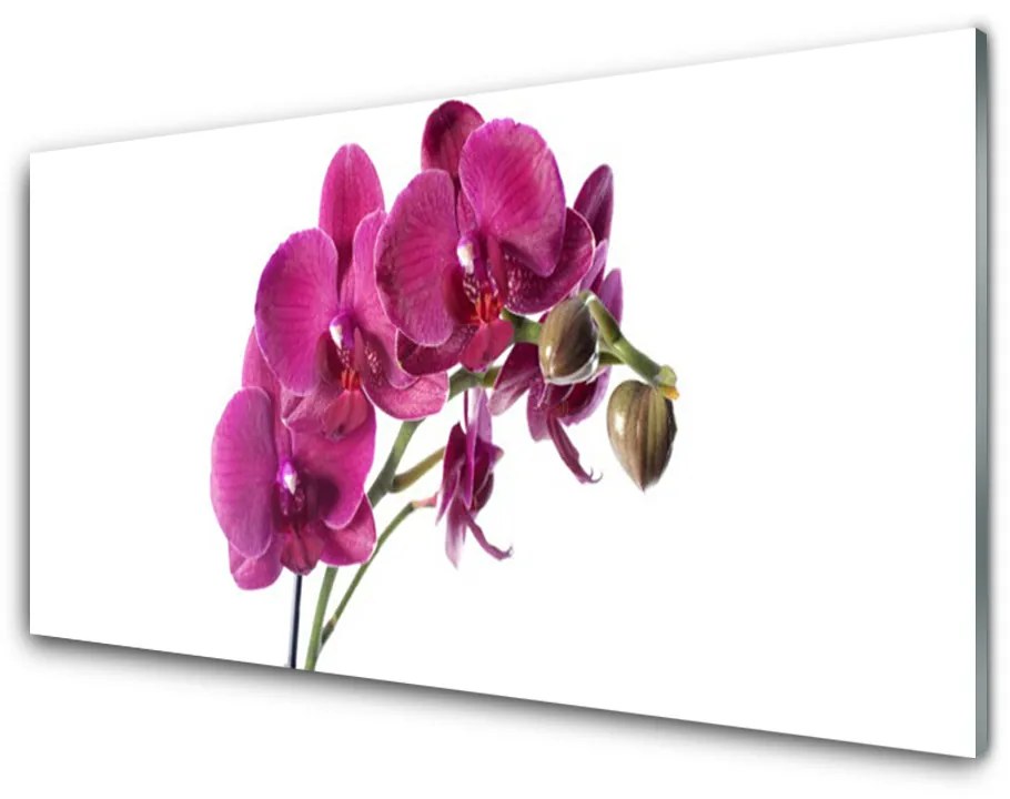 Sklenený obklad Do kuchyne Orchidea kvety príroda 100x50 cm