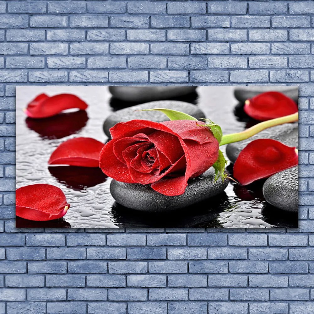 Obraz plexi Ruže kvet kamene zen 120x60 cm