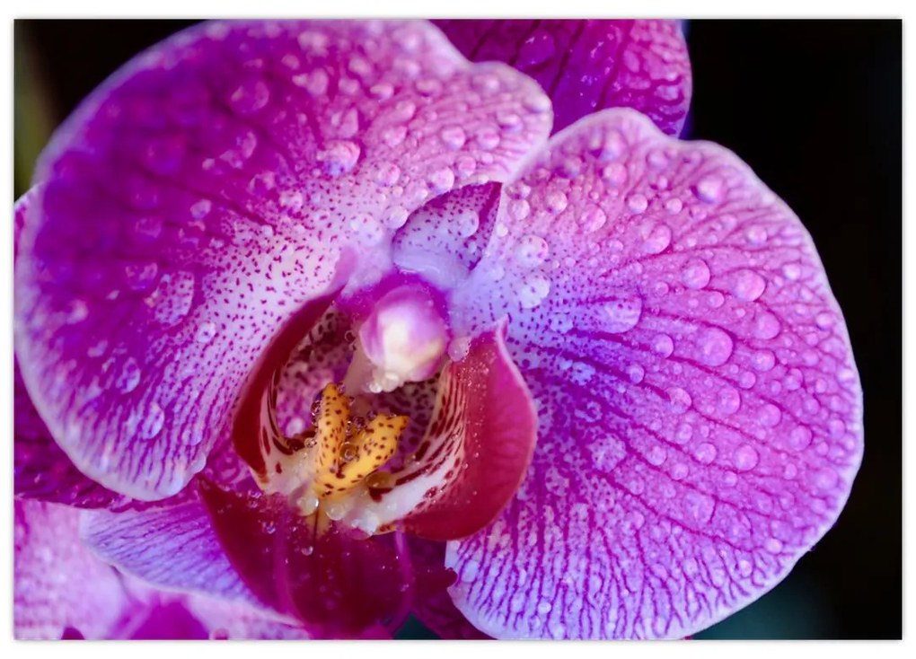 Obraz - orchidea