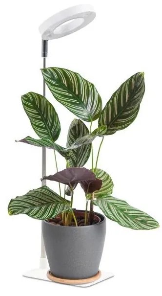 LED stmievateľná stolná lampa na pestovanie rastlín VERDI LED/5W/5V 1300K biela