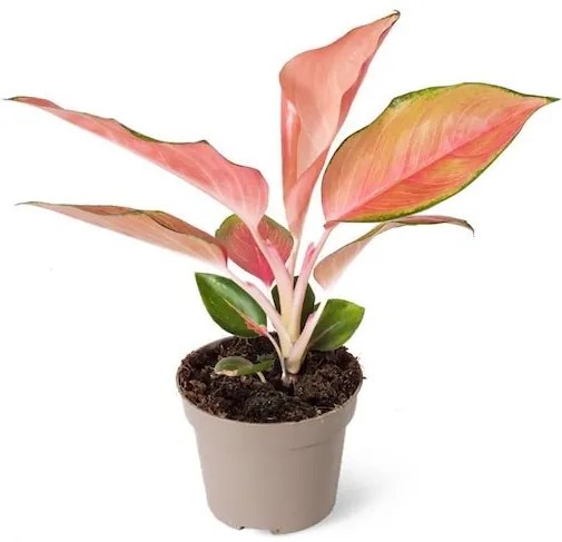 Aglaonema Orange Star 12x30 cm