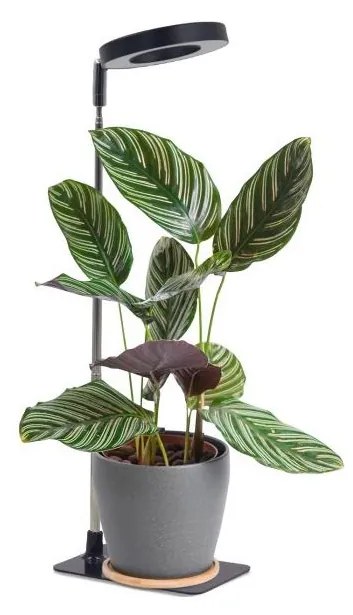 LED stmievateľná stolná lampa na pestovanie rastlín VERDI LED/5W/5V 1300K čierna