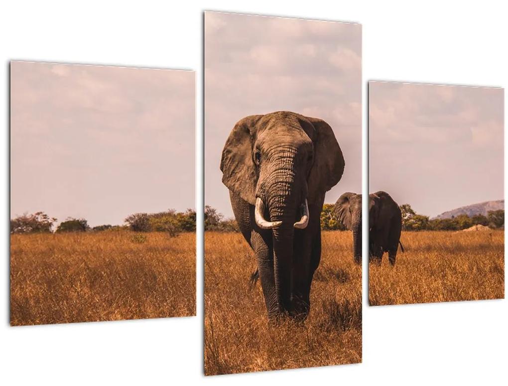 Obraz - Príchod slona (90x60 cm)