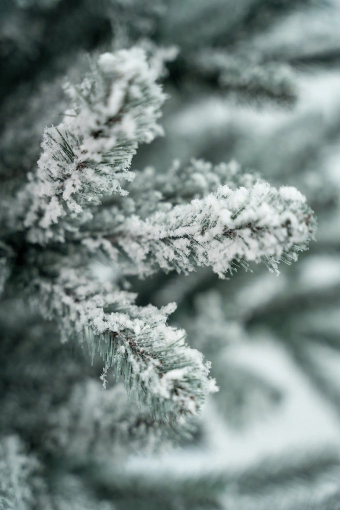 Limpol Jedľa Eliza 1,80 m zasnežená