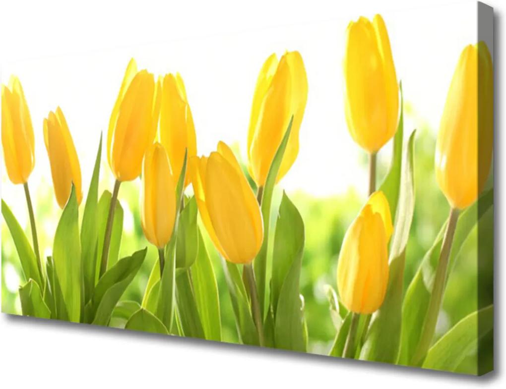 Obraz Canvas Tulipány Kvety Rastlina