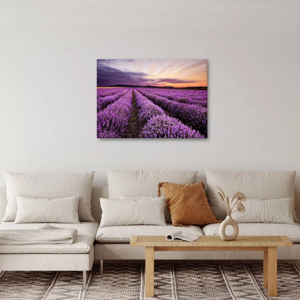 Obraz - Levanduľové pole pri západe slnka (70x50 cm)