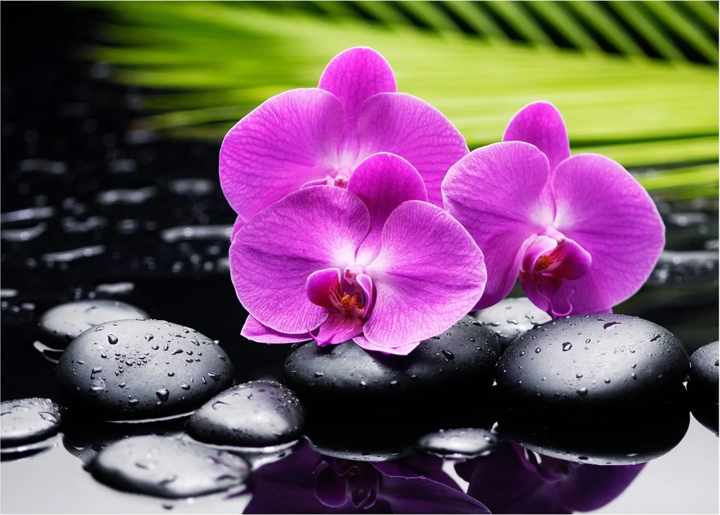Sklenený obraz - Orchidey (70x50 cm)
