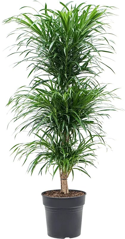 Pleomele (Dracaena) Anita 3 etage multi 27x120 cm