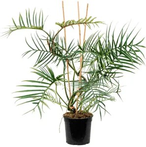 Philodendron Polypodioides Tortum Bush 24x110 cm