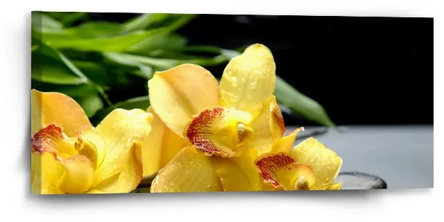 Sablio Obraz Žlté Orchidey - 110x50 cm