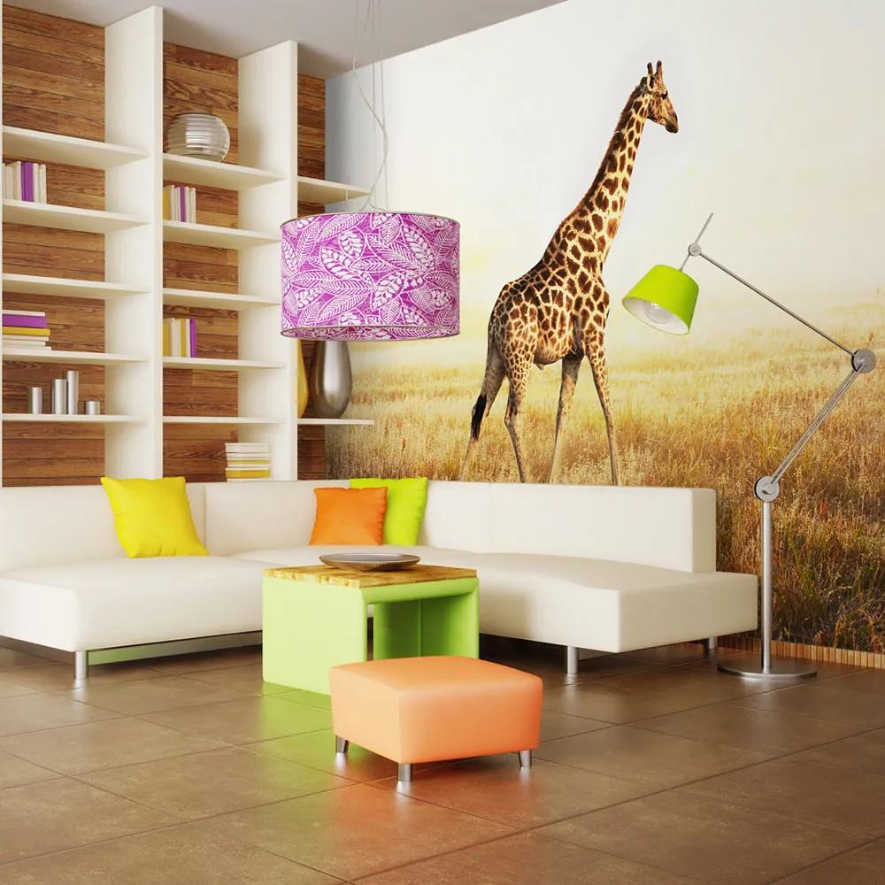 Fototapeta - Žirafa - prechádzka 200x154 + zadarmo lepidlo