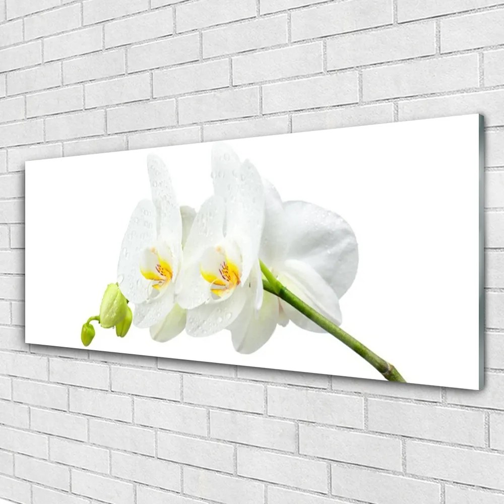 Obraz plexi Plátky kvet bíla orchidea 125x50 cm