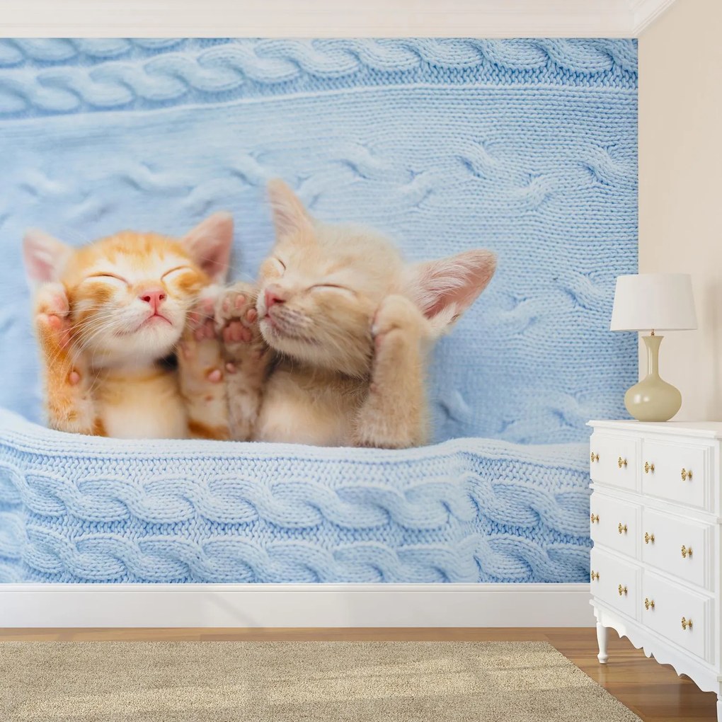 Fototapeta - Spiace mačiatka (147x102 cm)