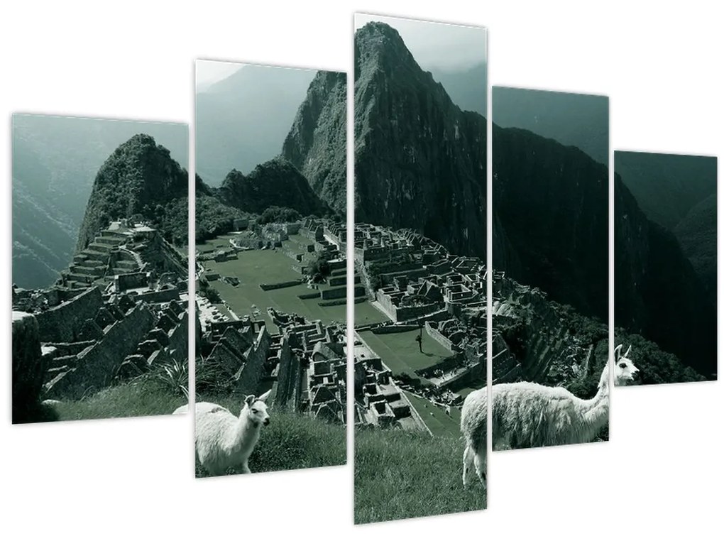 Obraz - Lamy na Machu Picchu v Peru (150x105 cm)