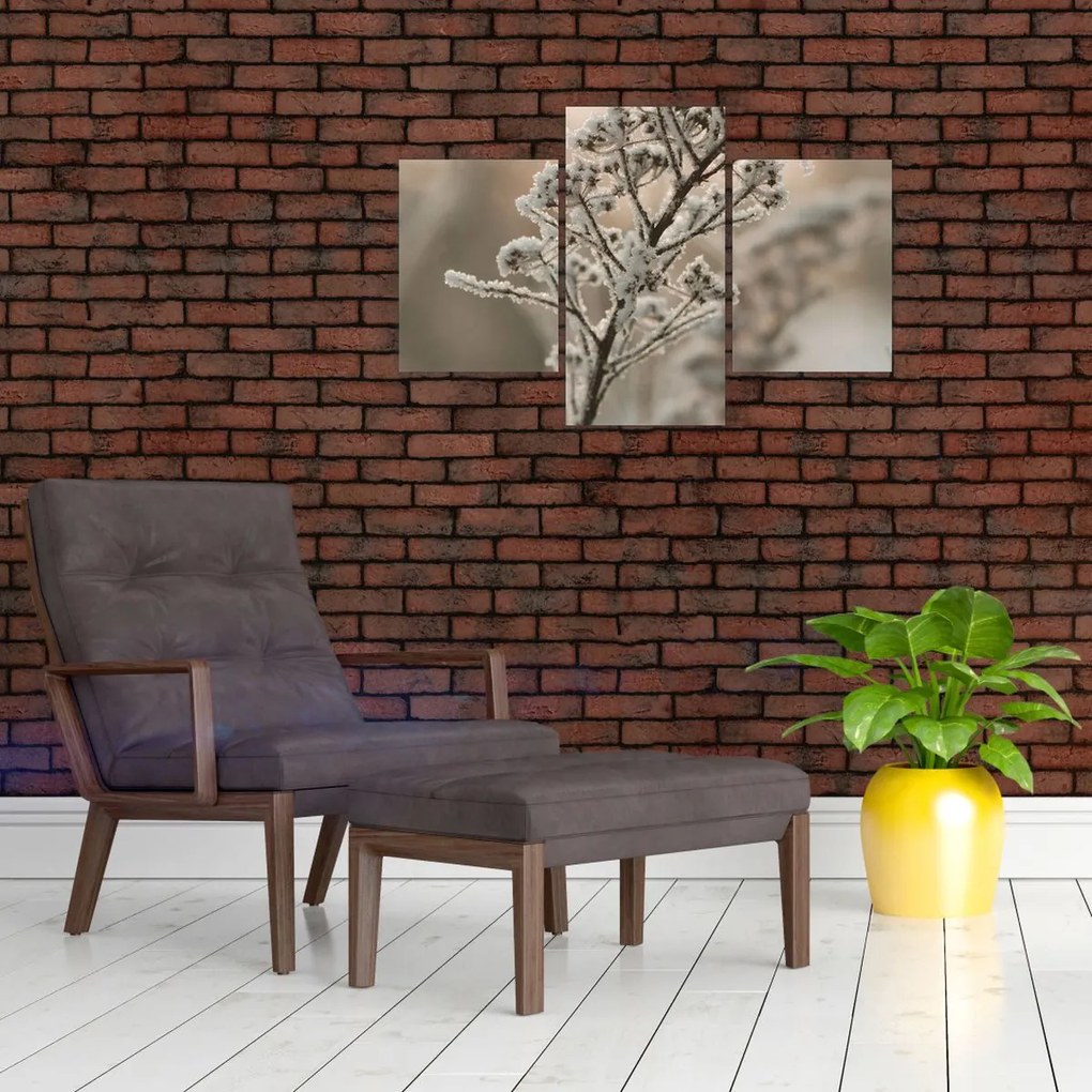 Obraz - Rastlina v mraze (90x60 cm)