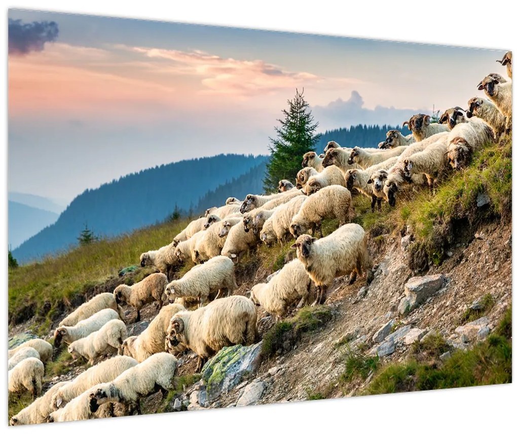 Obraz - Stádo oviec (90x60 cm)